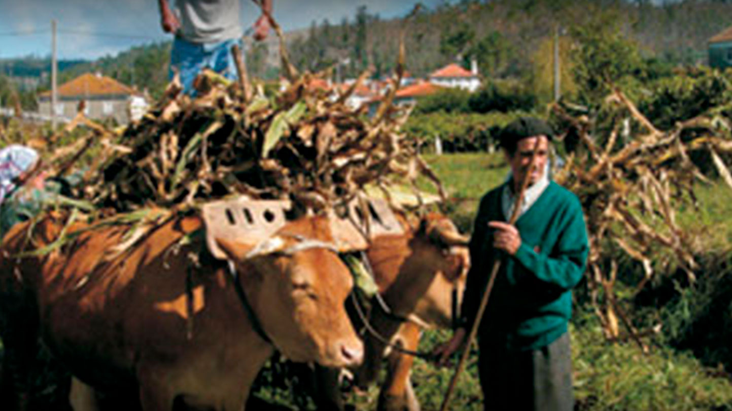 milho à Terra